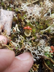Cladonia pleurota