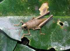 Acrididae