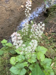 Tiarella cordifolia