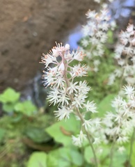 Tiarella cordifolia