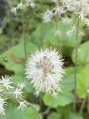 Tiarella cordifolia