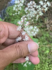 Tiarella cordifolia