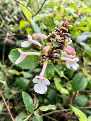 Phyllostegia grandiflora