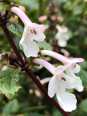 Phyllostegia grandiflora