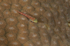 Helcogramma striata