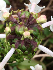 Phyllostegia grandiflora