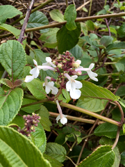 Phyllostegia grandiflora