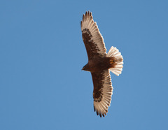 Ferruginous Hawk photo 6