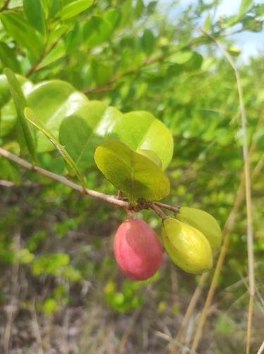 Chrysobalanus icaco - Whole tree