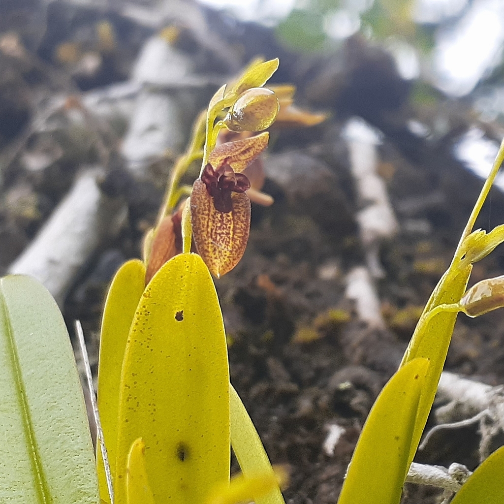 Stelis segoviensis