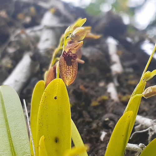 Stelis segoviensis, photograph 2