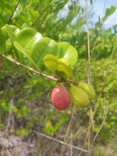 Chrysobalanus icaco - Leaves