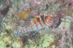 Cirrhitichthys falco