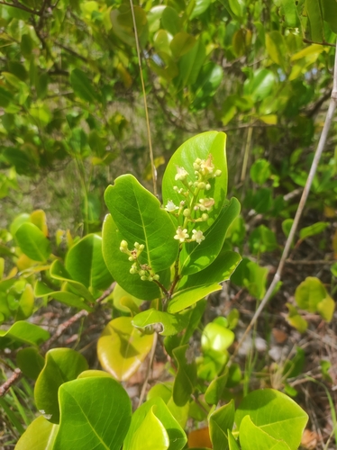 Chrysobalanus icaco - Leaves