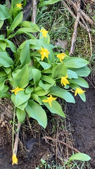 Erythronium tuolumnense
