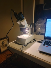 Chaenothecopsis