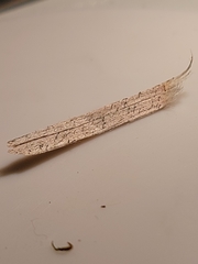 Chaenothecopsis