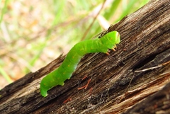 Melanodes anthracitaria