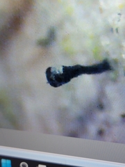 Chaenothecopsis