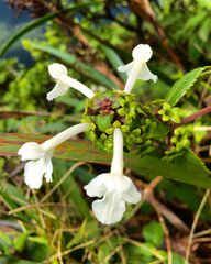 Phyllostegia grandiflora