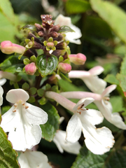 Phyllostegia grandiflora