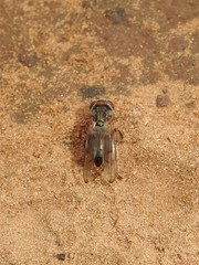 Senopterina foxleei
