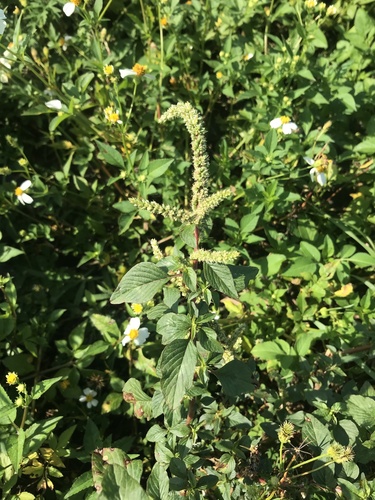 Amaranthus spinosus image