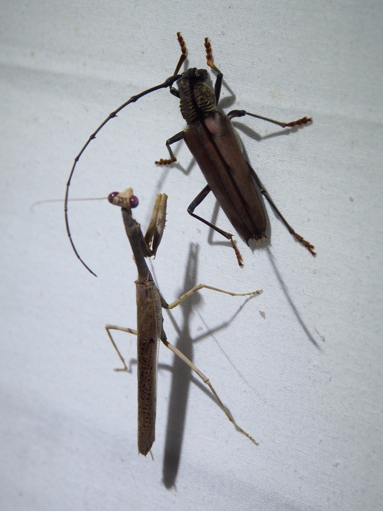 Juiaparus batus batus