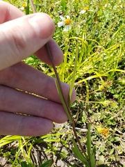 Buchnera floridana image