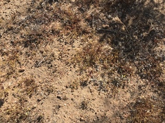 Chorizanthe procumbens