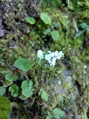 Trigonotis formosana elevatovenosa