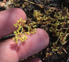 Chorizanthe procumbens