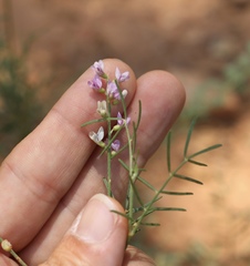 Astragalus gracilis