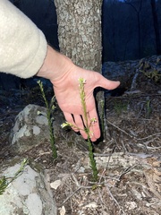 Borodinia missouriensis