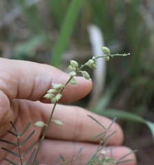 Astragalus gracilis