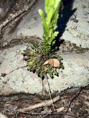 Borodinia missouriensis