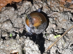 Macrochlamys superlita