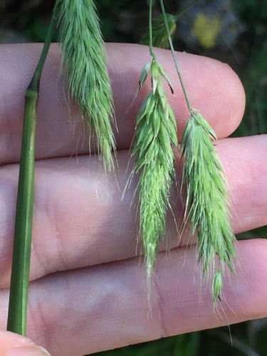 Pennisetum latifolium Spreng.