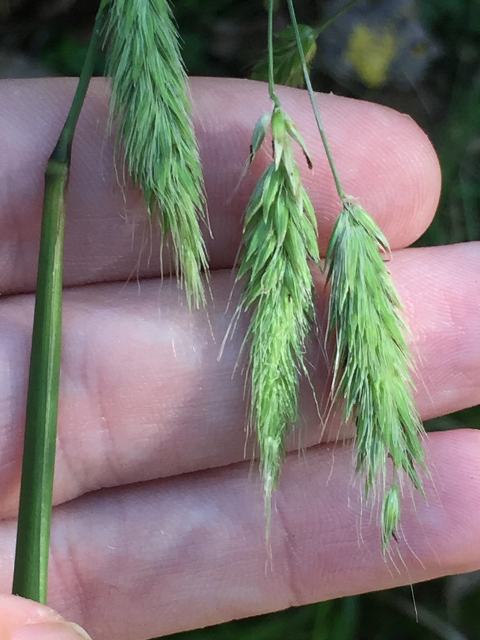 Cenchrus latifolius