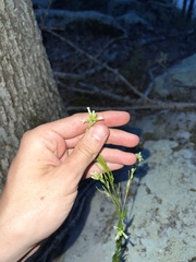 Borodinia missouriensis