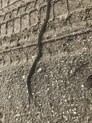 Thamnophis saurita sackenii image