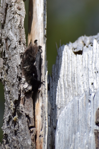 Silver-haired Bat photographed in Washington
