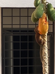 Callosciurus caniceps