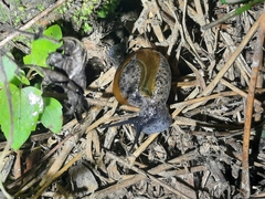 Macrochlamys superlita