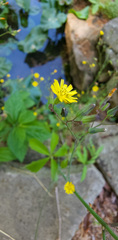 Youngia japonica
