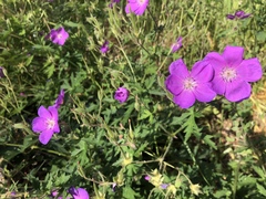 Geranium oreganum