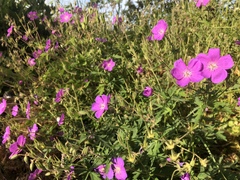 Geranium oreganum