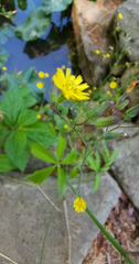 Youngia japonica