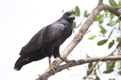 Buteogallus urubitinga urubitinga