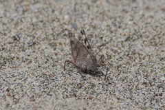 Heliastus sumichrasti